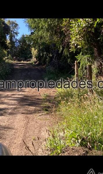 LO 535 – Calfuco